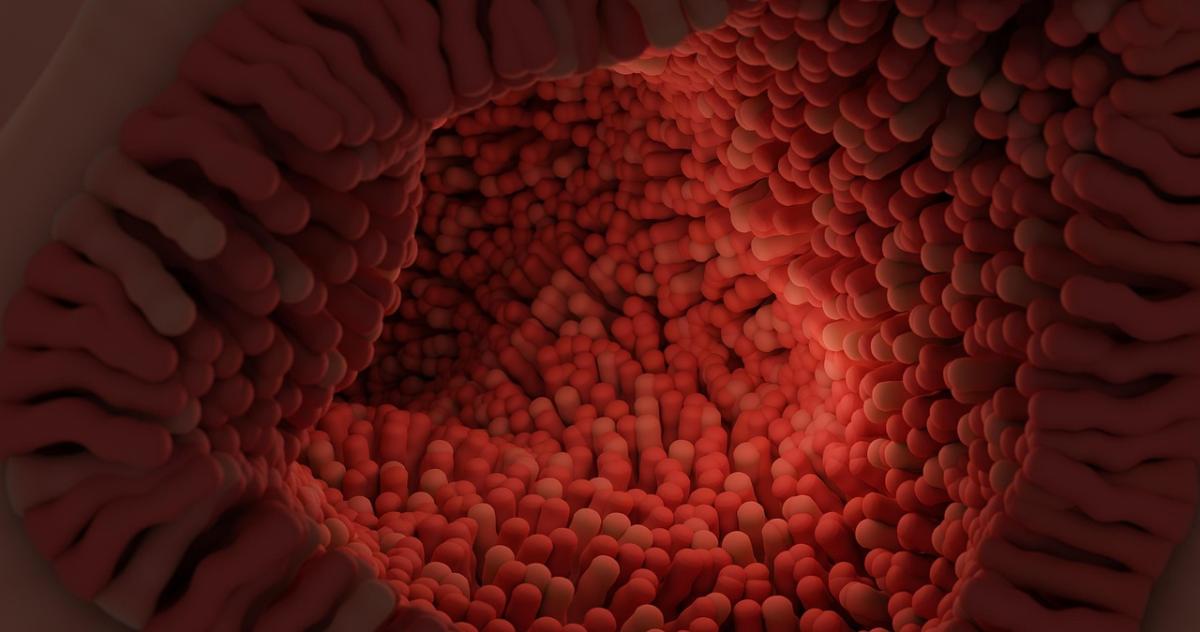 Santé intestinale : l’importance du microbiote pour tout le corps